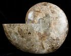 Inch Wide Choffaticeras Ammonite - Rare Species #3530-3